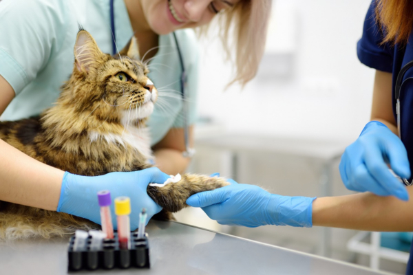 Onveilige werkplek kost dierenartsenpraktijk € 70.000
